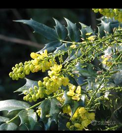 cespuglio di mahonia 60/70 cm