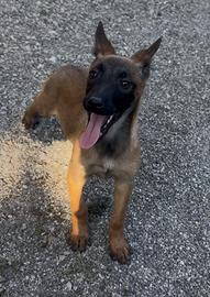 Cuccioli di pastore belga Malinois
