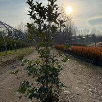 Osmanthus aquifolium piante da siepe h.130