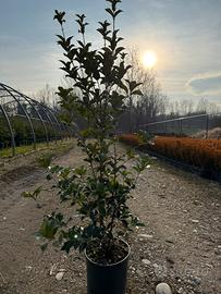 Osmanthus aquifolium piante da siepe h.130