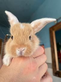 Splendidi Coniglietti Nani