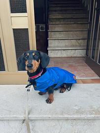 Bassotto nano disponibile per monta