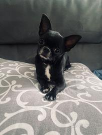 Chiwuawua per Monta