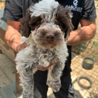 Cuccioli di lagotto romagnolo