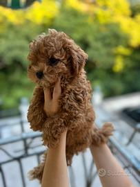 Cucciolo barbaoncino TOY