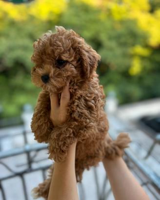 Cucciolo barbaoncino TOY