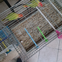 Pappagalli inseparabili riproduttivi