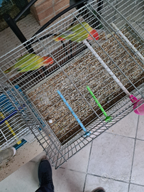 Pappagalli inseparabili riproduttivi