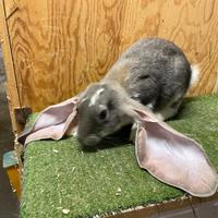 Conigli Razza Ariete Inglese