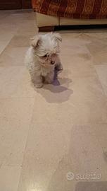 Maltese Toy europeo bianco 60 giorni