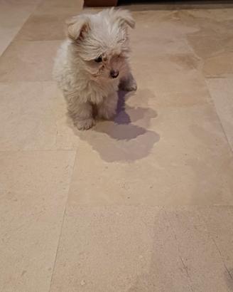 Maltese Toy europeo bianco 60 giorni