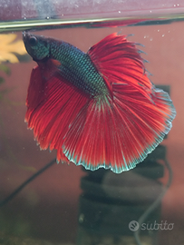 Betta spendens