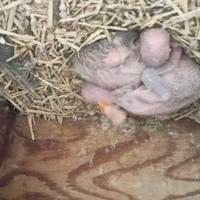 Pulli di parrocchetto del derby (Derbiana)