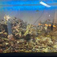 Roccia viva e pesci marini