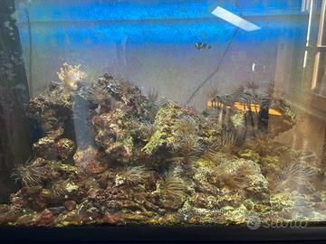 Roccia viva e pesci marini