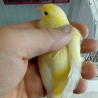 Canarine avorio e mosaico