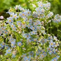 Myosotis Palustris - pianta per laghetto