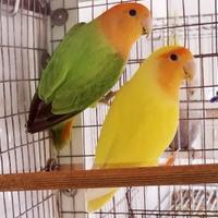 Coppia adulta inseparabili roseicollis