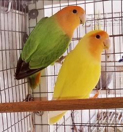 Coppia adulta inseparabili roseicollis