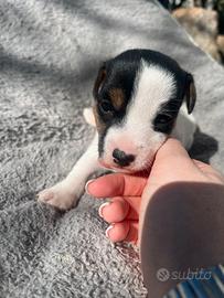 Cuccioli jack russel terrier