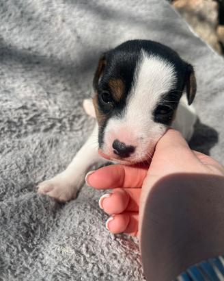 Cuccioli jack russel terrier