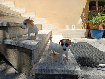 Cuccioli di jack Russell