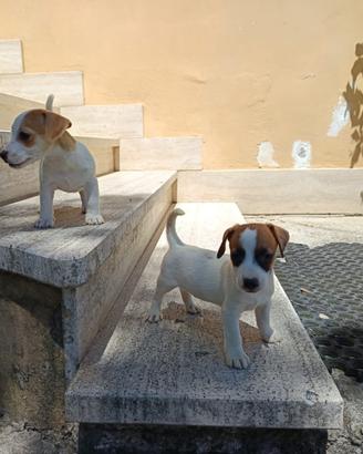 Cuccioli di jack Russell