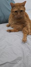 gatto