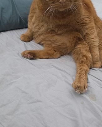 gatto