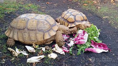 Tartaruga sulcata