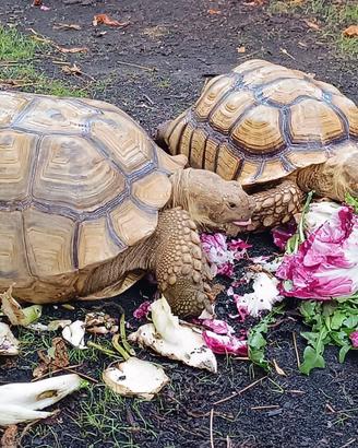 Tartaruga sulcata