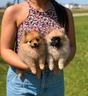 pomerania