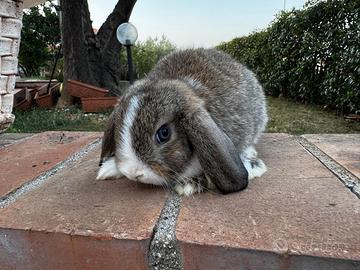 Minilop Agouti split occhi blu