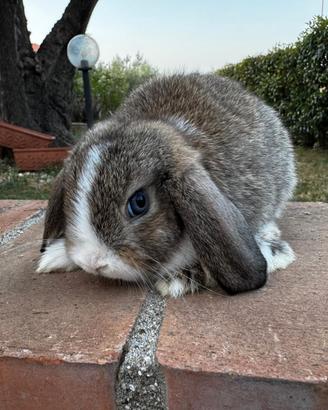 Minilop Agouti split occhi blu