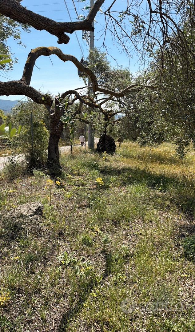 Terreno Is Concias (Sant'Isidoro) - Vista 5