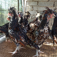 Galli padovani tricolore