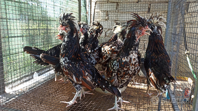 Galli padovani tricolore