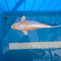 Carpa koi