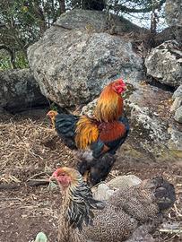 Brahma perniciato oro e Amrock