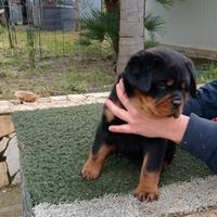 Cuccioli rottweiler