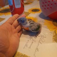 Pullo lori arcobaleno