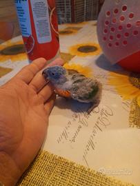 Pullo lori arcobaleno