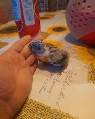 Pullo lori arcobaleno