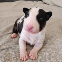 Cuccioli di Bull Terrier Inglese taglia standard