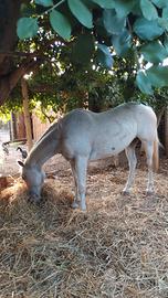 Cavalla da passeggiata