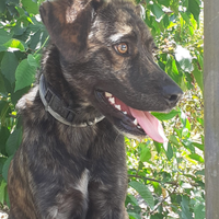 Cucciolo joy adozione