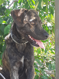 Cucciolo joy adozione