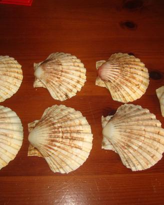 Conchiglia di Capesante Naturale 7 pezzi per cucin