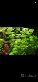 piante acquario 