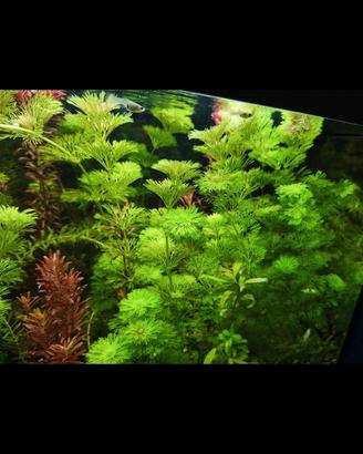 piante acquario 